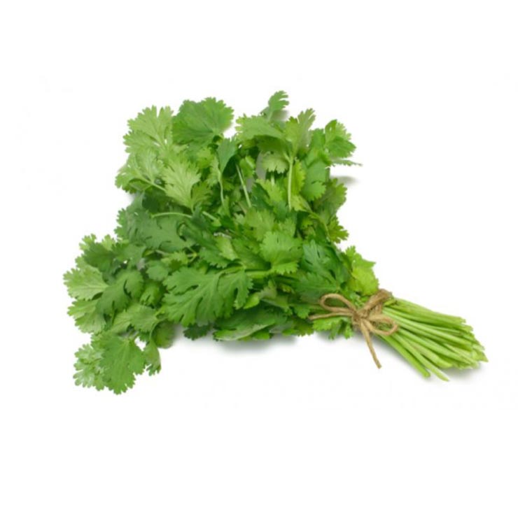 cilantro