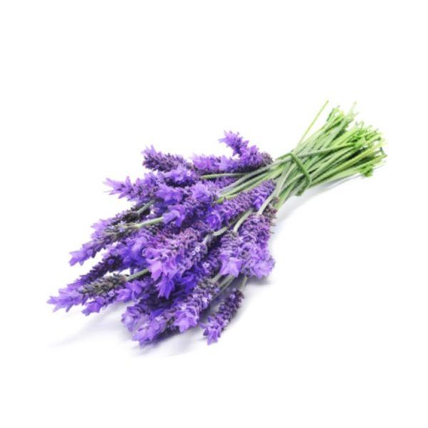 lavanda