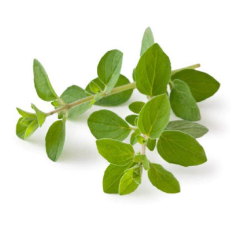 oregano