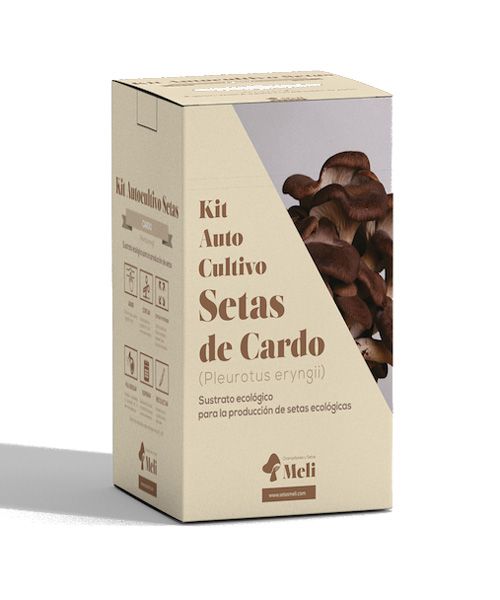 Cultivo de setas en casa