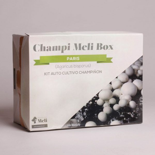 autocultivo de setas en casa